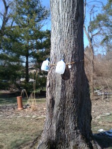 Sap jugs on the tree